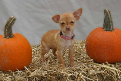 Halloween_Dogs131_edited-1-2.jpg