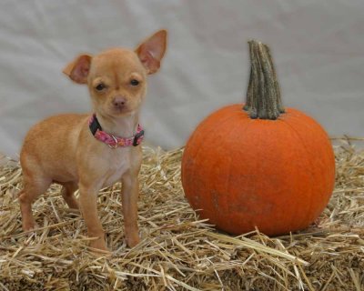 Halloween_Dogs132_edited-1-2.jpg