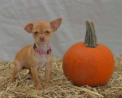 Halloween_Dogs135_edited-1-2.jpg