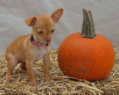Halloween_Dogs138_edited-1-2.jpg