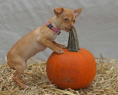 Halloween_Dogs144_edited-1-2.jpg