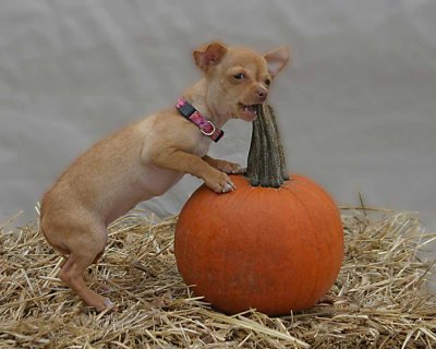 Halloween_Dogs145_edited-1-2.jpg