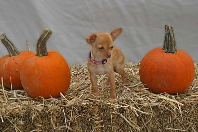 Halloween_Dogs149_edited-1-2.jpg