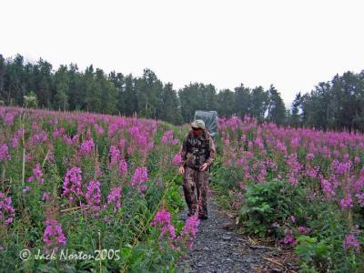 Fireweed