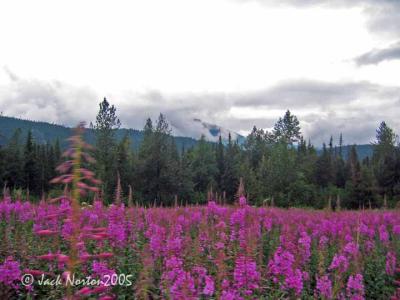 More Fireweed