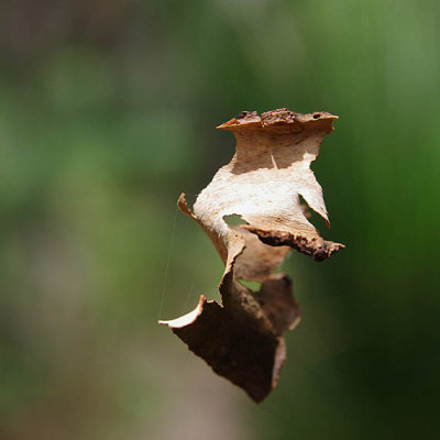 dance of the gumtree bark 051