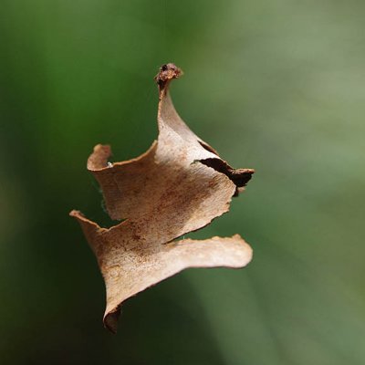 dance of the gumtree bark 109