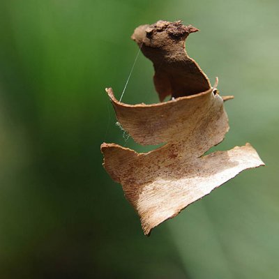 dance of the gumtree bark 099