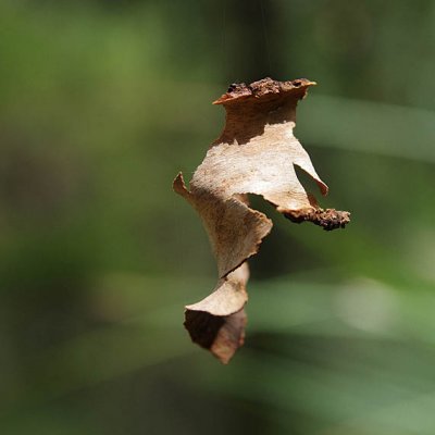 dance of the gumtree bark 040