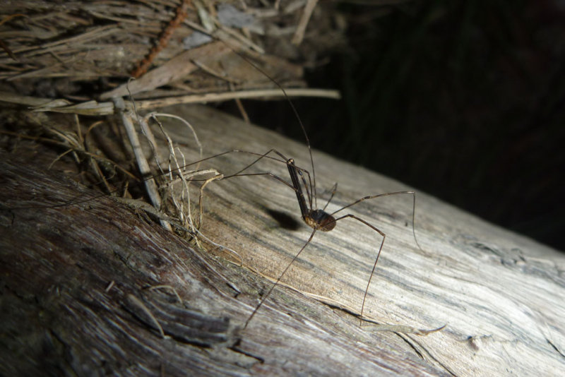 Rainforest opilionid (harvestman)<p>P1010173