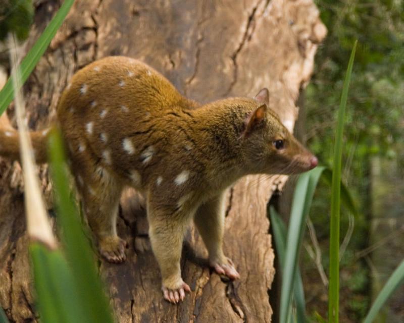 Spot-tailed quoll DSC_3691