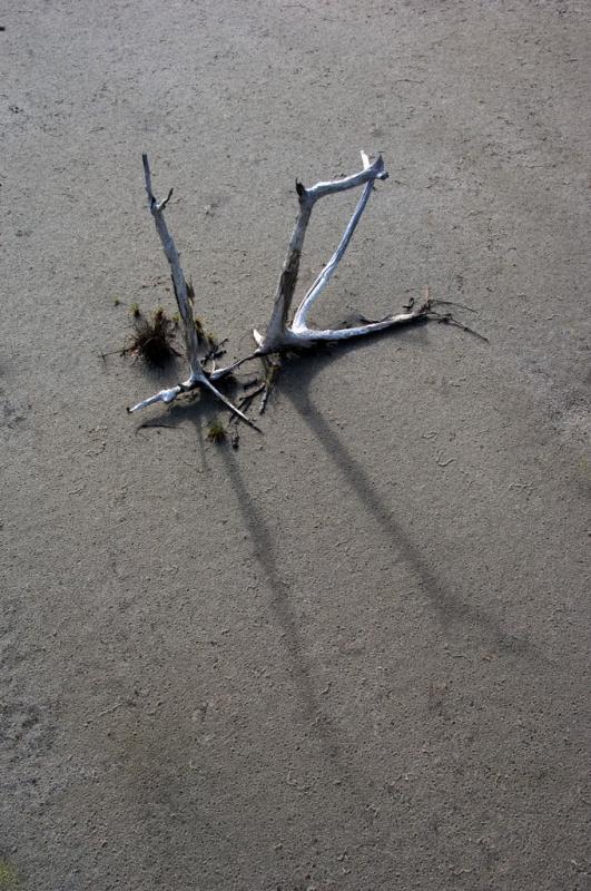 Two dead mangroves<p>_DSC3682