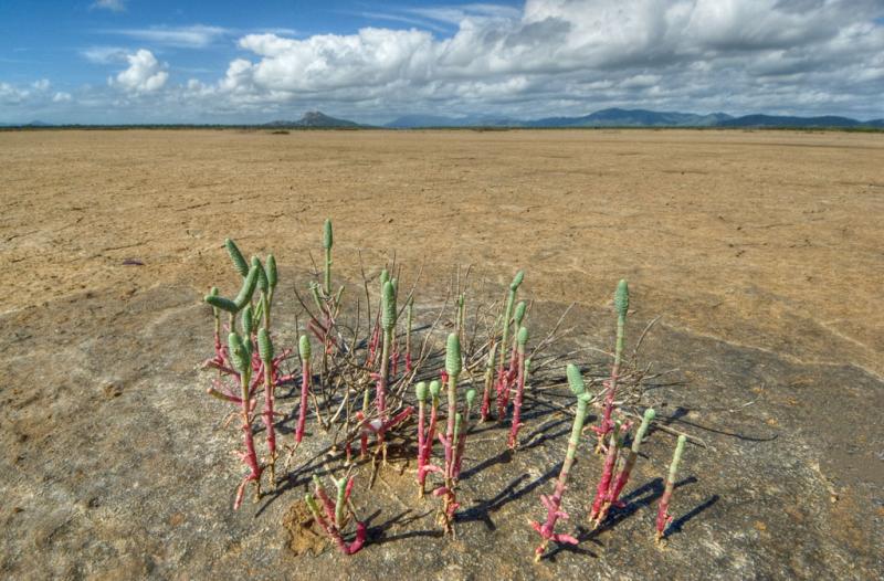 Salt flat with plants _DSC4944