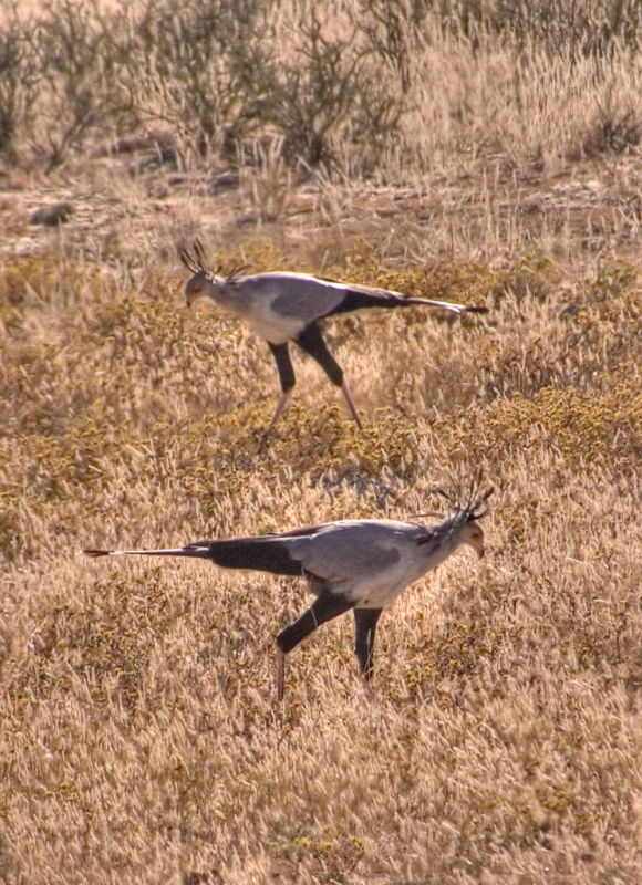 Two secretary birds _DSC1712