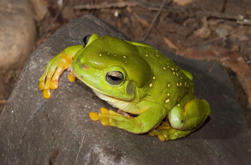 Magnificent treefrog, <i>Litoria splendida</i> _DSC7716
