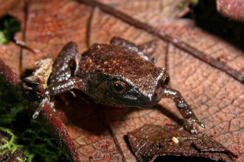 Juvenile ornate nurseryfrog, Cophixalus ornatus IMGP3314