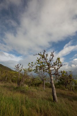 Kapok trees against sky IMG_1422