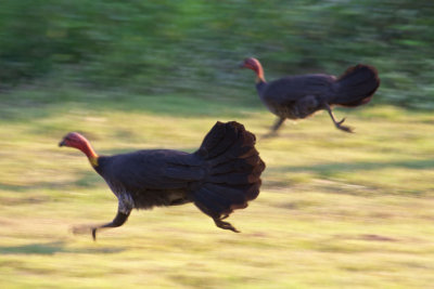 Brush turkeys running<p>IMG_2537