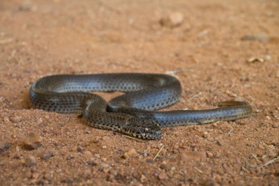 Snake Denisonia maculataP1000628