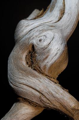 Driftwood<p>_DSC4436