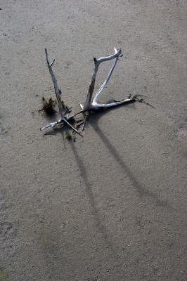Two dead mangroves_DSC3682