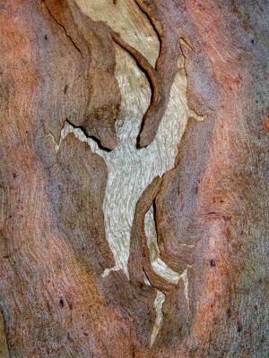 Eucalyptus barkCRW_1971