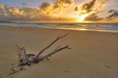 Beach sunrise with dead tree _DSC2923