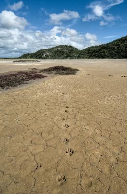 Dingo tracks _DSC4863