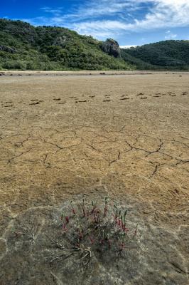 Salt flat, plant, and hill, wallaby tracks in middle ground _DSC4923