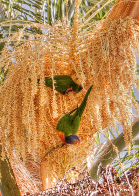 Rainbow lorikeets in flowering palm CRW_2065