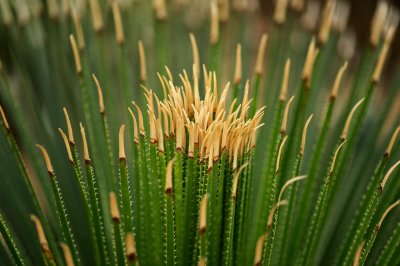 Agave.jpg