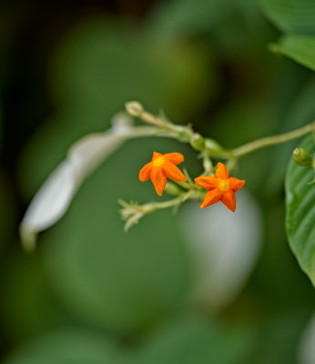 flowers.jpg