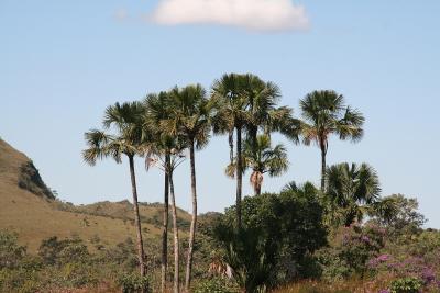 Palmerias da Chapada