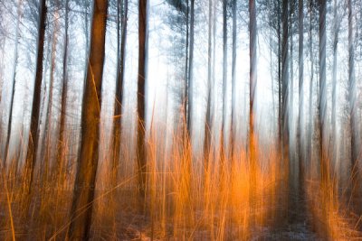 Dreaming nature