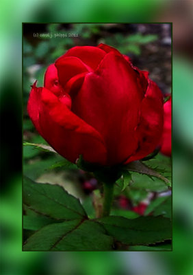 Red Knockout Rose