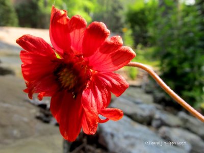 Red  Blanket Flower
