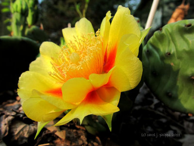 Prickly Pear Cactus