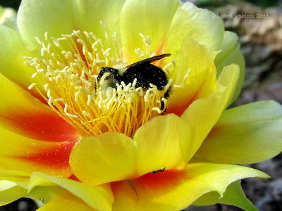Prickly Pear and Busy Bee