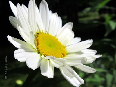 Shata Daisy Is Blooming!