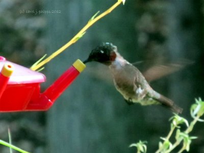 My Friendly Male Hummingbird
