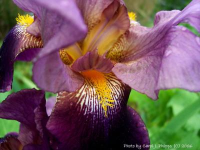 Giant Purple Iris.