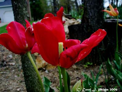 Red Tulips.JPG