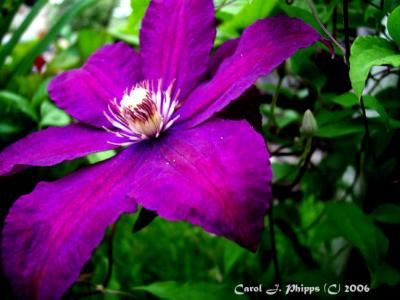 Clematis at Madison Indiana Winery Gardens (USA)