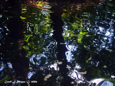 Reflections in Maryland (USA) Lagoon.JPG