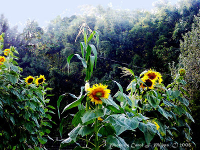 Sunflower Garden.JPG