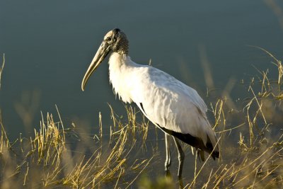 20110129_Wood Stork  6907.jpg