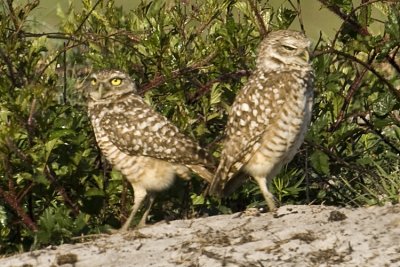 20110318 Burrowing Owl Pair   8963.psd
