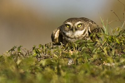 20110322 Burrowing Ready for Takeoff Owl  9075.psd