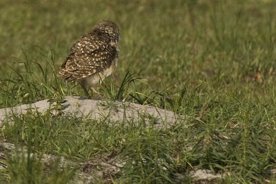 20110324 B Owl Fluffing at Burrow  _9391.jpg