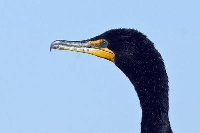 20110327 Cormorant _9742.jpg